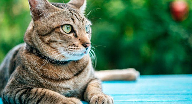 Medicina Felina