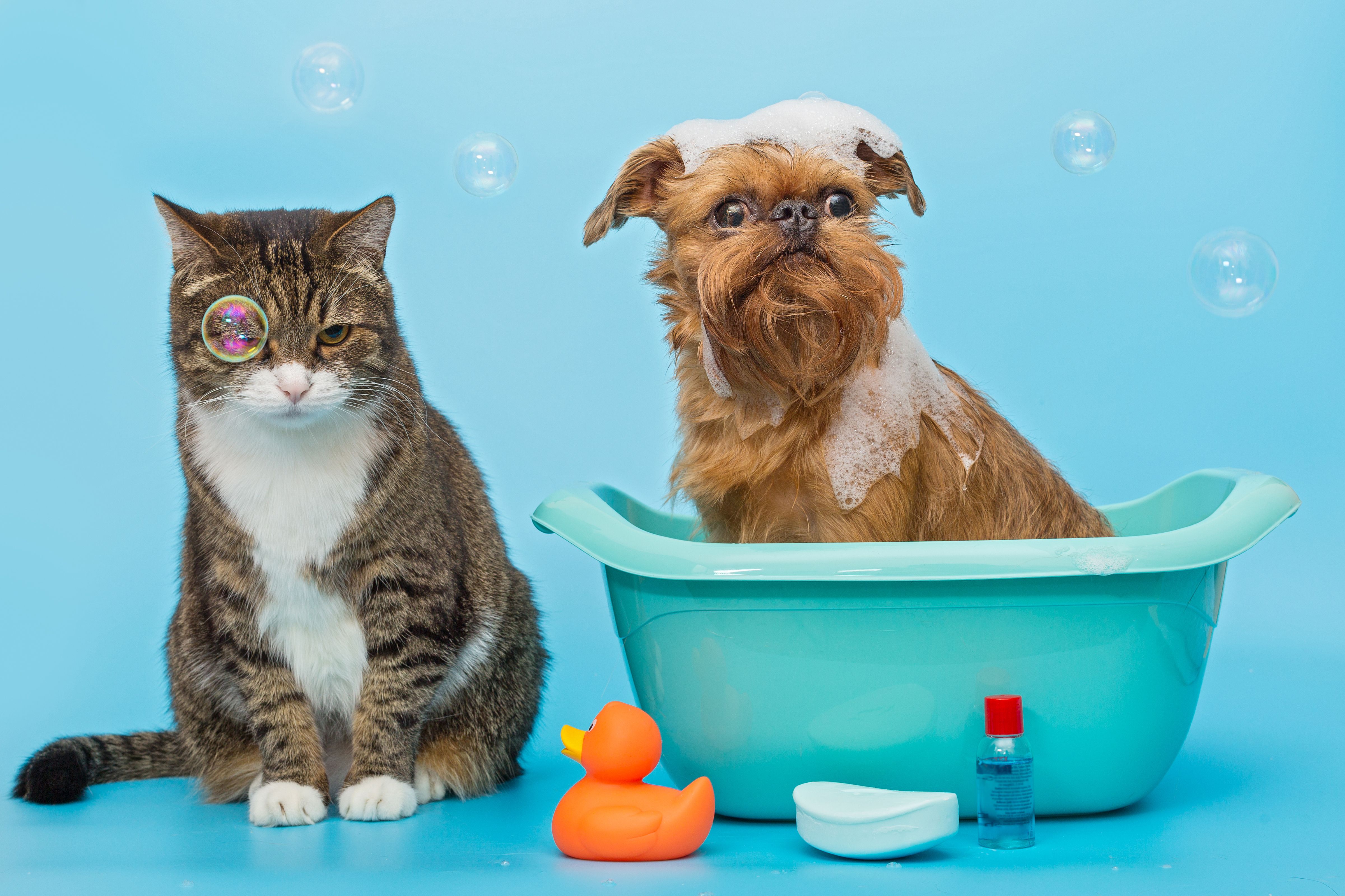 Centro Médico Veterinário Le Petit - Itapeva